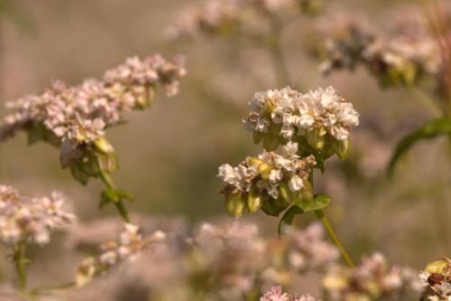 IMG 8012-